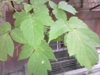 ����� Nokia E52. ������������ ����������� ����