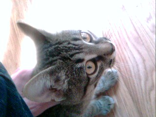 ����� Fly E120 � ������ �������� ��� ��������� �����?