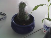 ���� �������� �������� Motorola V360