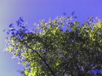 ���� �������� �������� Motorola V360