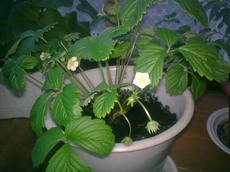 Nokia 6210 Navigator