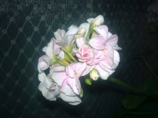 Nokia 6210 Navigator