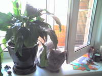 ���� Siemens M75