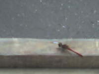 ���� �������� �������� Siemens CX75