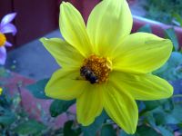 Samsung i8510 INNOV8 (8Gb)