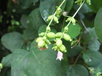 Samsung i8510 INNOV8 (8Gb)