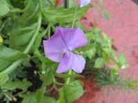 Samsung i8510 INNOV8 (8Gb)