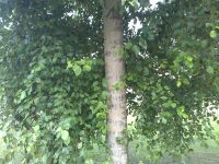 Samsung i8510 INNOV8 (8Gb)