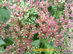 Samsung i8510 INNOV8 (8Gb)