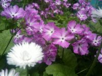 HTC Touch Diamond