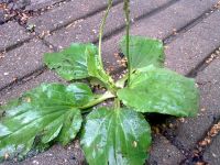 Nokia 6210 Navigator