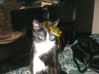 ����� Sony Ericsson C901