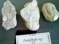 ����� Sony Ericsson Naite (J105)