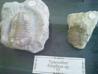 ����� Sony Ericsson Naite (J105)