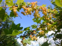 ����� Sony Ericsson T715