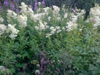 ����� Sony Ericsson T715