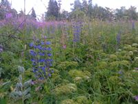 ����� Sony Ericsson T715