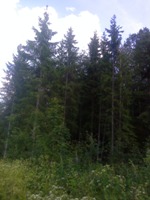 ����� Sony Ericsson T715