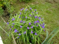 Nokia N86 8�� � ��� �� ����������?