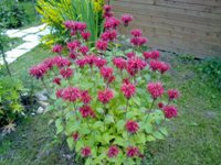 Nokia N86 8�� � ��� �� ����������?