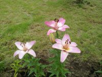 Nokia N86 8�� � ��� �� ����������?