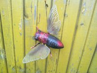 Nokia N86 8�� � ��� �� ����������?