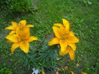 Nokia N86 8�� � ��� �� ����������?