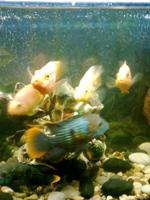 ����� Nokia 5130 XpressMusic � ������ � �����