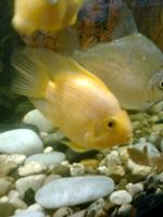 ����� Nokia 5130 XpressMusic � ������ � �����