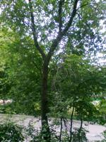 ����� Nokia 5130 XpressMusic � ������ � �����