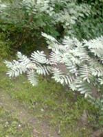 ����� Nokia 5130 XpressMusic � ������ � �����