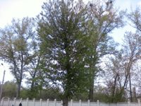 ����� ���������� �������� Samsung B2700 � "���������" ��� ���?