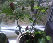 ����� ���������� �������� Sony Ericsson T303 � �����-������