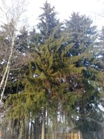 Nokia 6220 Classic � �� ������ ��������� ��������