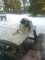 Nokia 7210 Supernova � ����� ��������� �������