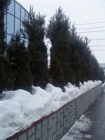 Sony Ericsson T700 � ����-��������!