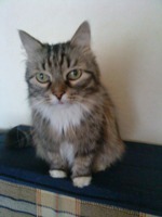 Sony Ericsson T700 � ����-��������!