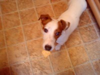 Sony Ericsson T700 � ����-��������!