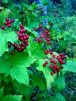 ����� ���������� �������� Nokia N78 - ����� ���������!