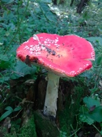 ����� ���������� �������� Nokia N78 - ����� ���������!