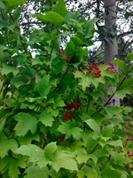 ����� ���������� �������� Nokia N78 - ����� ���������!