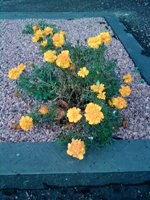 ����� ���������� �������� Nokia 6600 slide: ������� ������