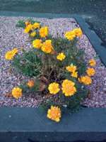 ����� ���������� �������� Nokia 6600 slide: ������� ������