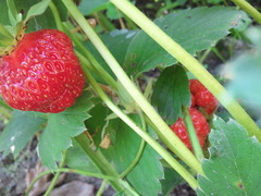 ������ ����� Samsung I9000 Galaxy S: ������ � �����