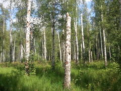 ������ ����� Samsung I9000 Galaxy S: ������ � �����