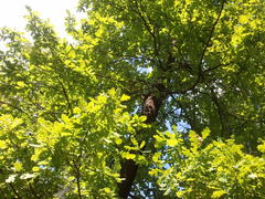 ������ ����� Samsung I9000 Galaxy S: ������ � �����