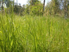 ������ ����� Samsung I9000 Galaxy S: ������ � �����