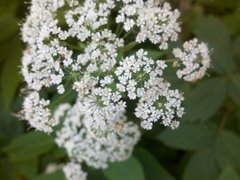 ����� Motorola Milestone XT720: ������ Android-���������