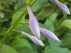 ����� Motorola Milestone XT720: ������ Android-���������