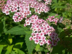 ����� Motorola Milestone XT720: ������ Android-���������